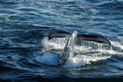 Humpbacks were surrounding the boat I was on and I manage... by Lois Haesler 